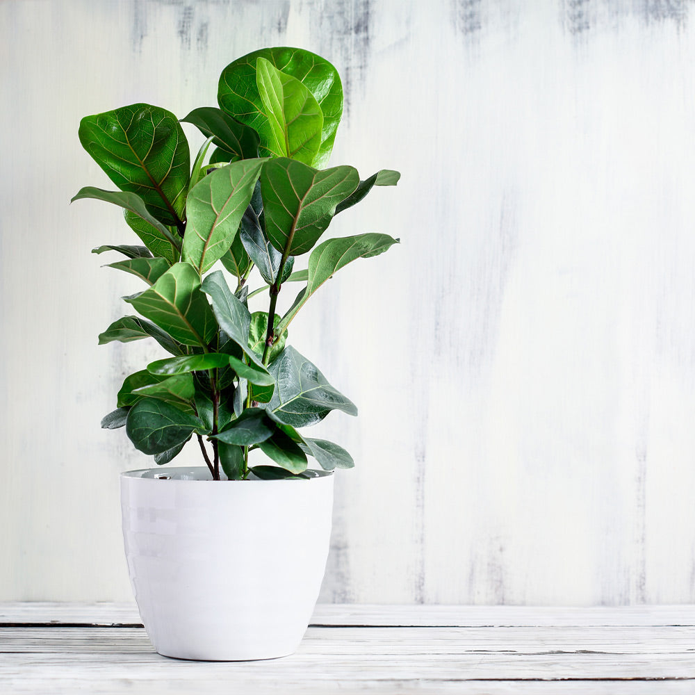 Bambino Fiddle Leaf Fig