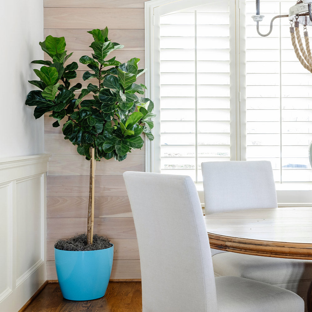 #2 - Bambino Fiddle Leaf Fig