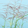 Miscanthus Bandwidth (Chinese Silver Grass)