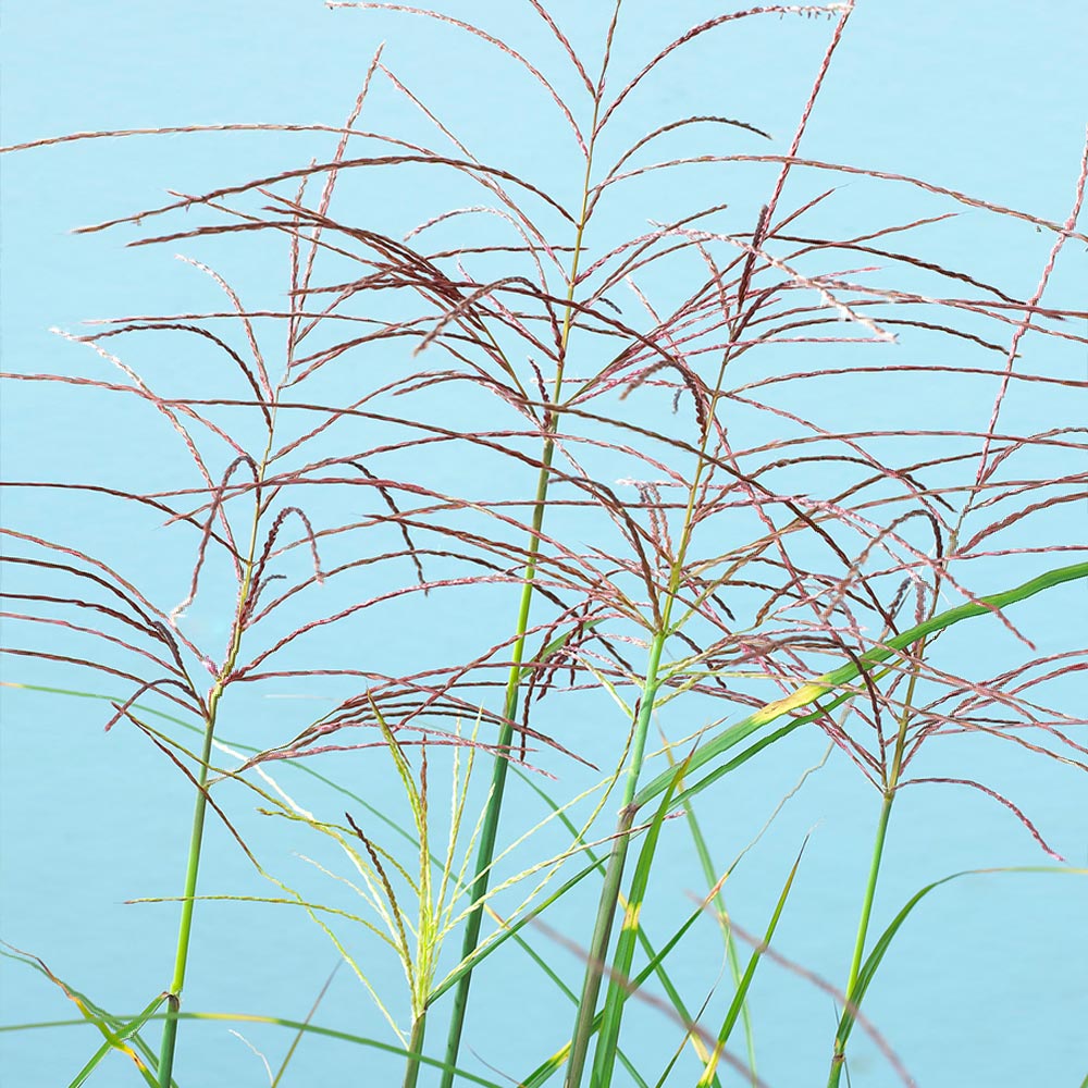 #2 - Miscanthus Bandwidth (Chinese Silver Grass)
