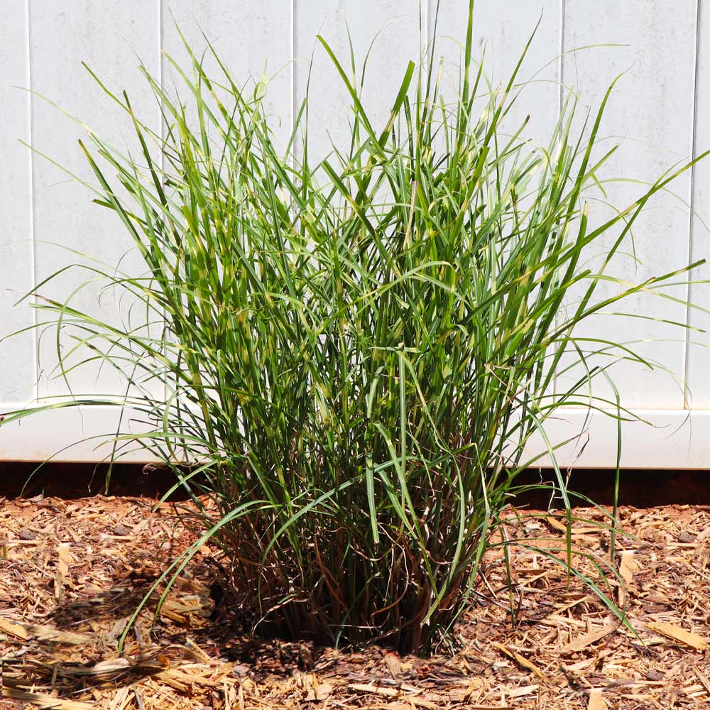 #3 - Miscanthus Bandwidth (Chinese Silver Grass)