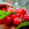Barbados (Acerola) Cherry