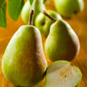 Bartlett Pear Tree