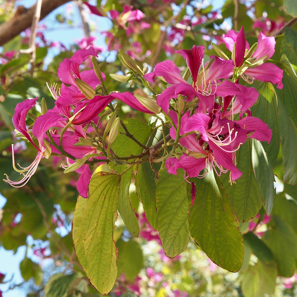 #5 - Hong Kong Orchid Tree