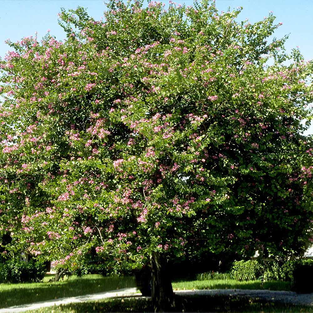 #2 - Hong Kong Orchid Tree