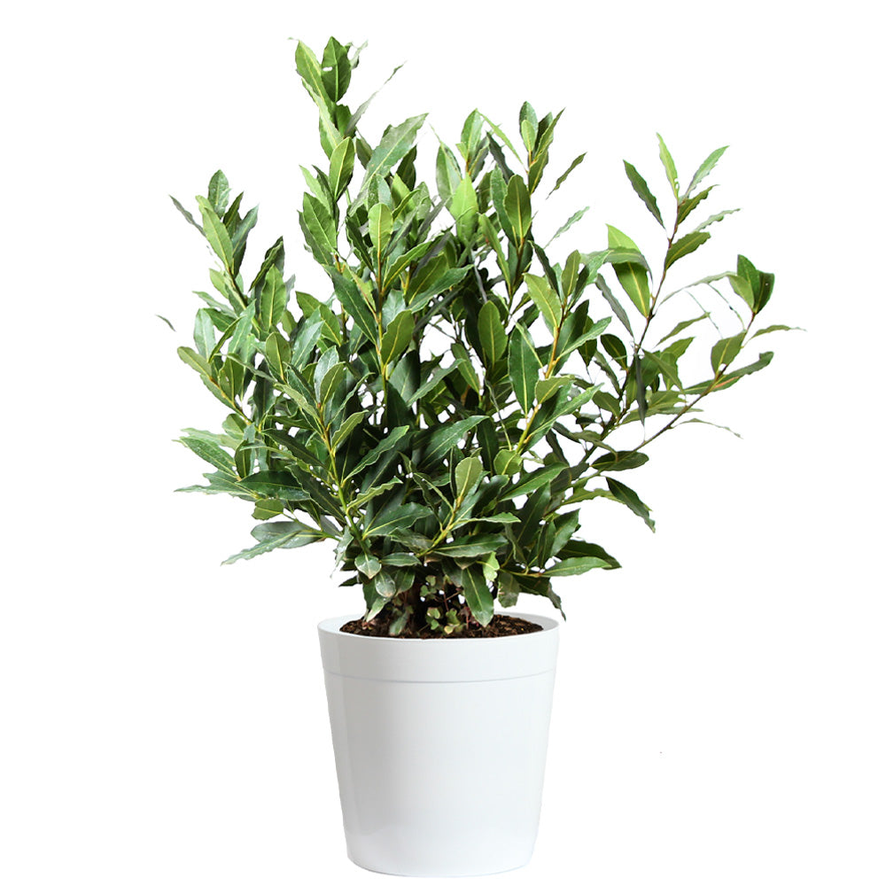 #4 - Bay Laurel