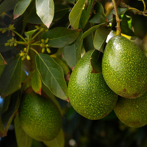 Avocado tree with fruit