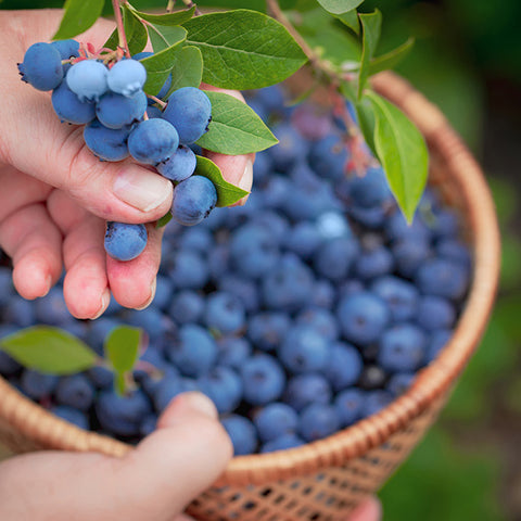 Blueberries in basket and bush