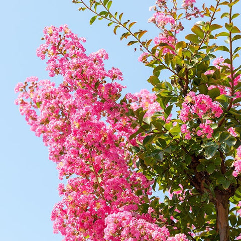 Crape myrtle blooms