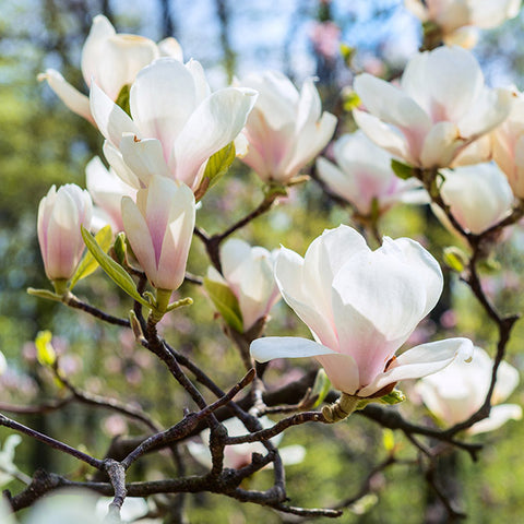 Magnolia tree blooms