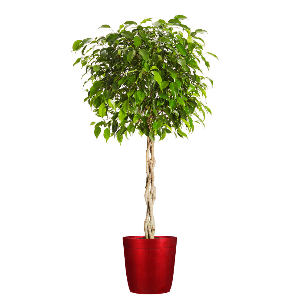 #6 - Benjamina Ficus Tree
