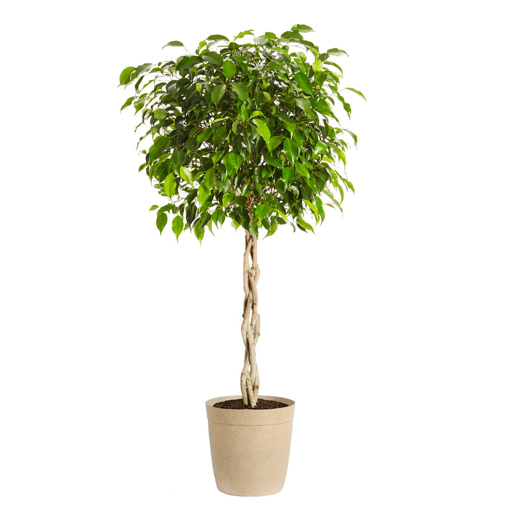 #3 - Benjamina Ficus Tree