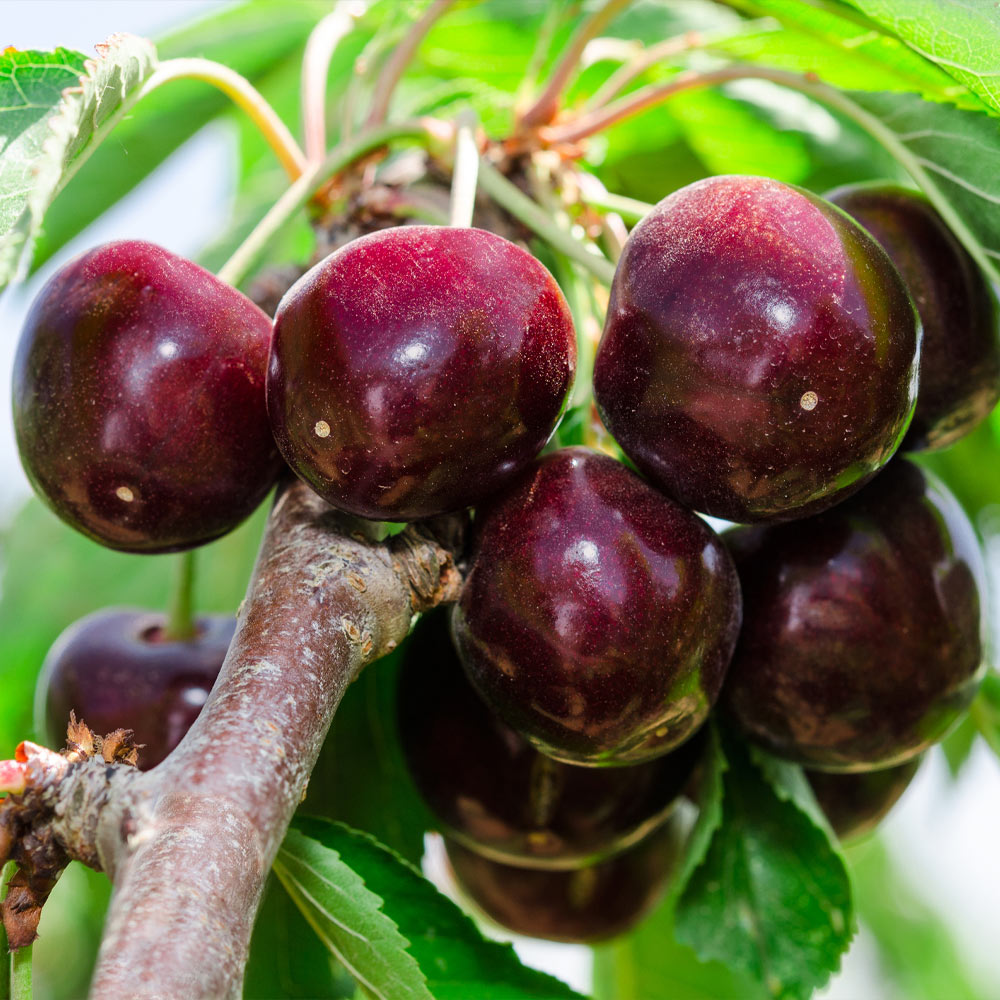 #2 - Bing Cherry