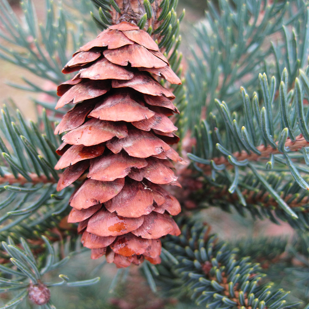 #3 - Black Hills Spruce Tree