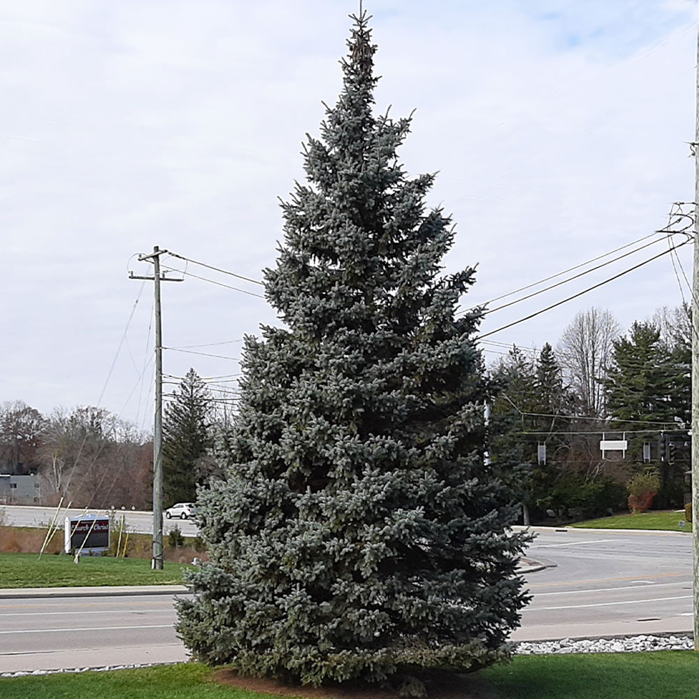 #4 - Black Hills Spruce Tree