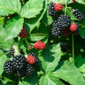 Black Satin Thornless Blackberry