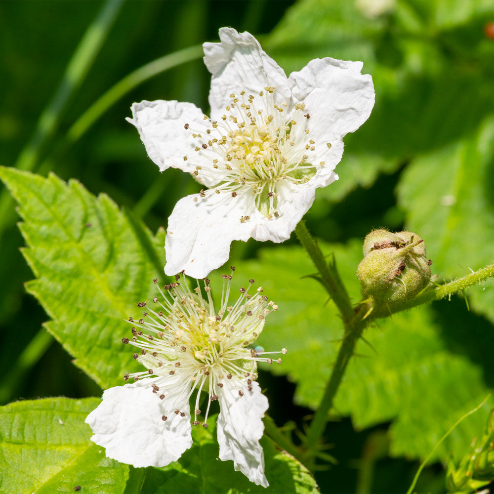 #2 - Black Satin Thornless Blackberry
