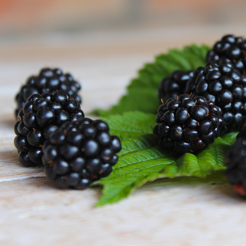 #3 - Black Satin Thornless Blackberry