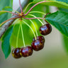 Dwarf Black Tartarian Cherry Tree
