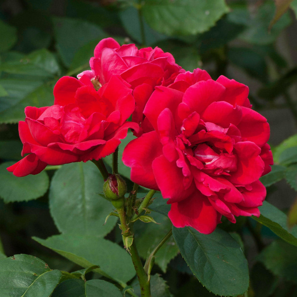 #2 - Blaze Improved Climbing Rose