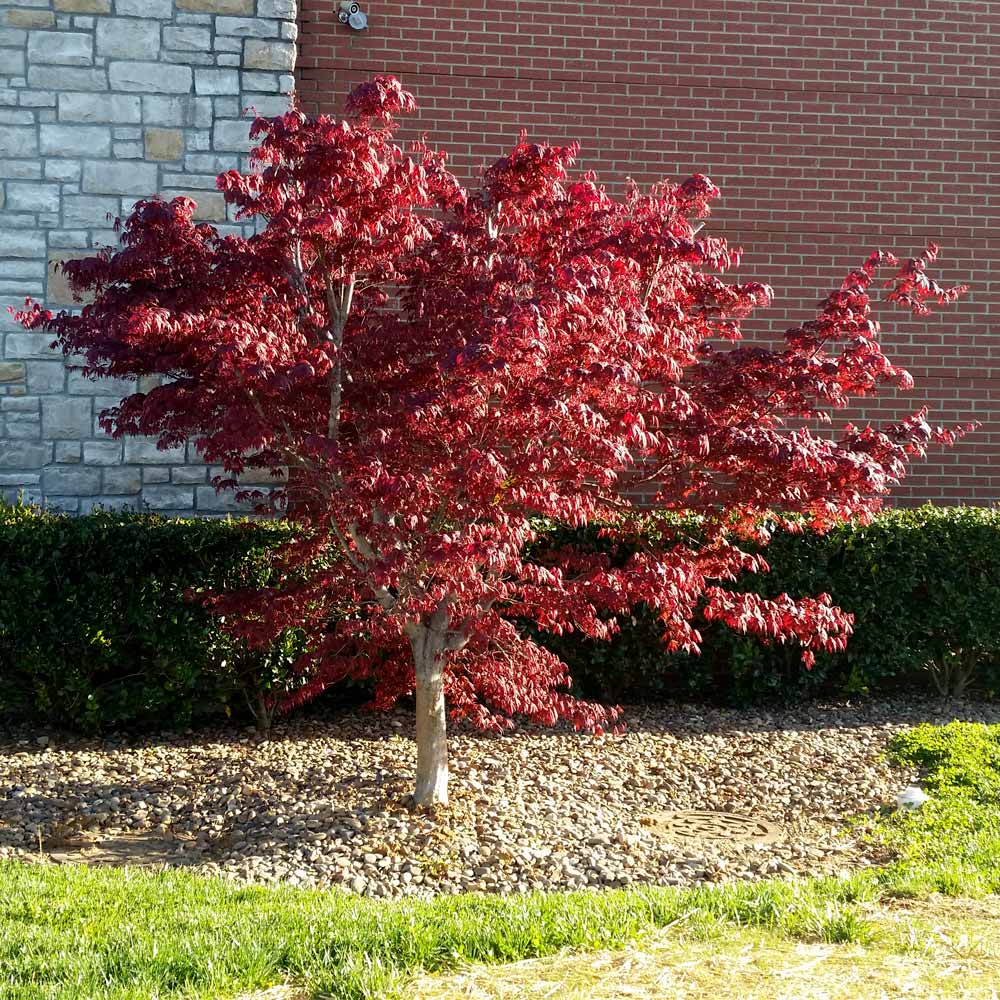 #4 - Bloodgood Japanese Maple Tree