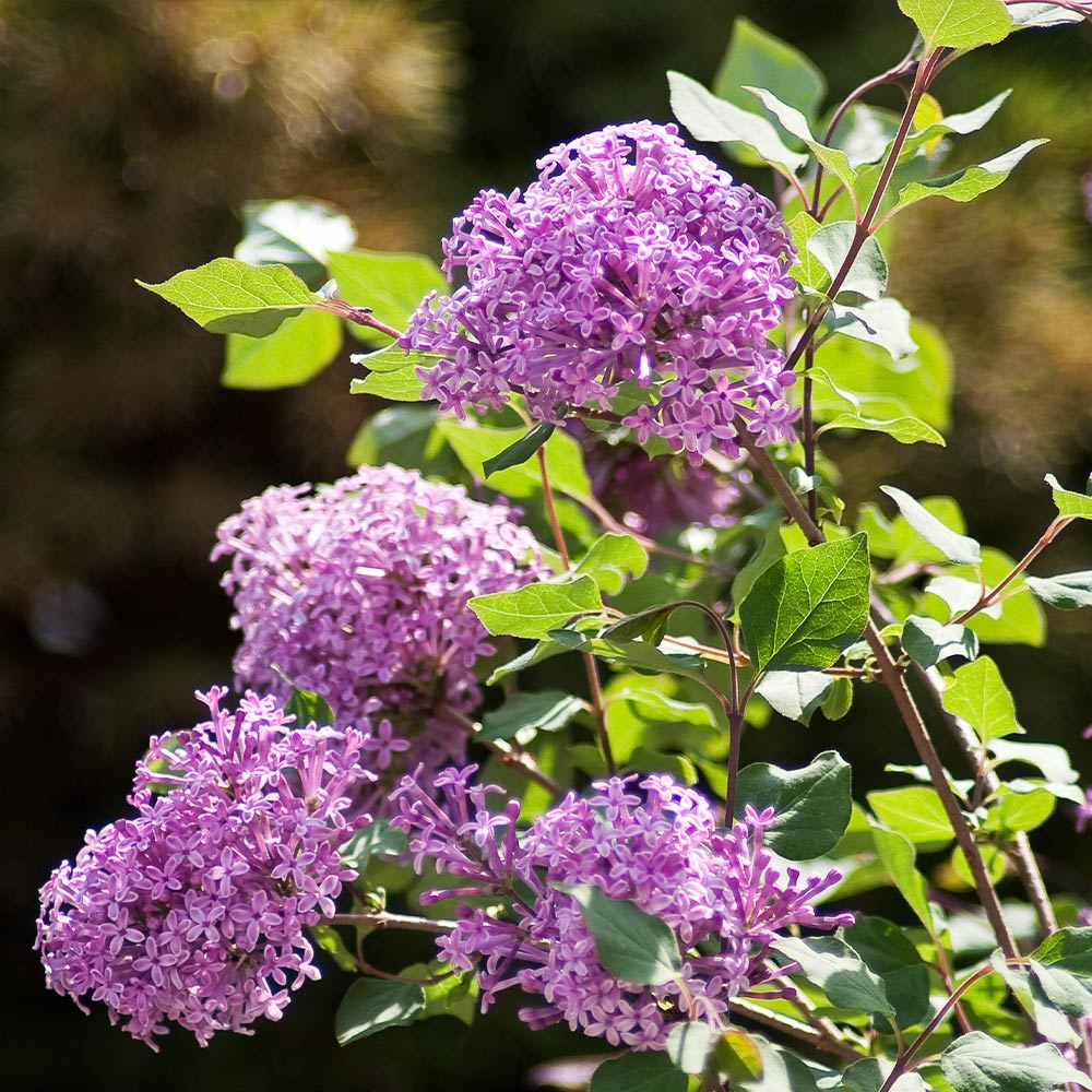 #3 - Bloomerang® Purple Reblooming Lilac Shrub
