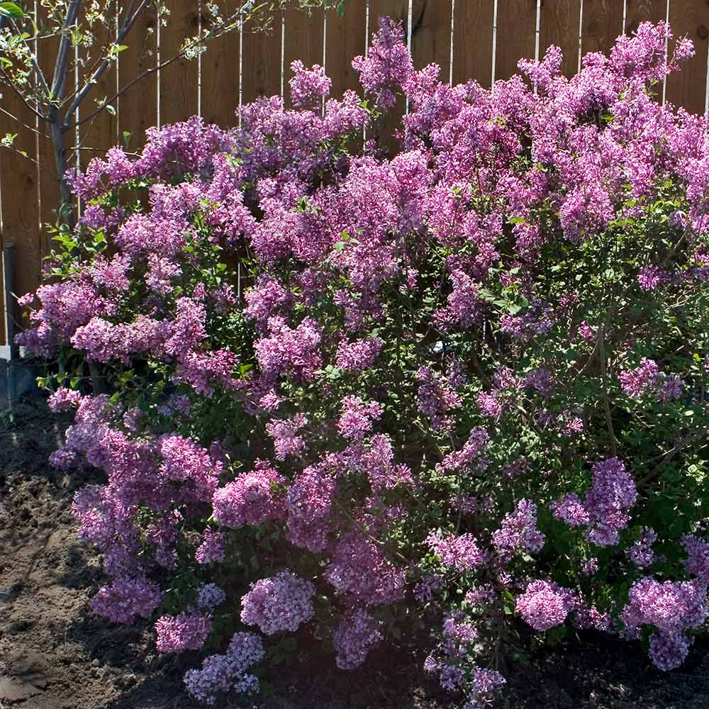 Bloomerang® Purple Reblooming Lilac Shrub