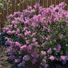 Bloomerang® Purple Reblooming Lilac Shrub