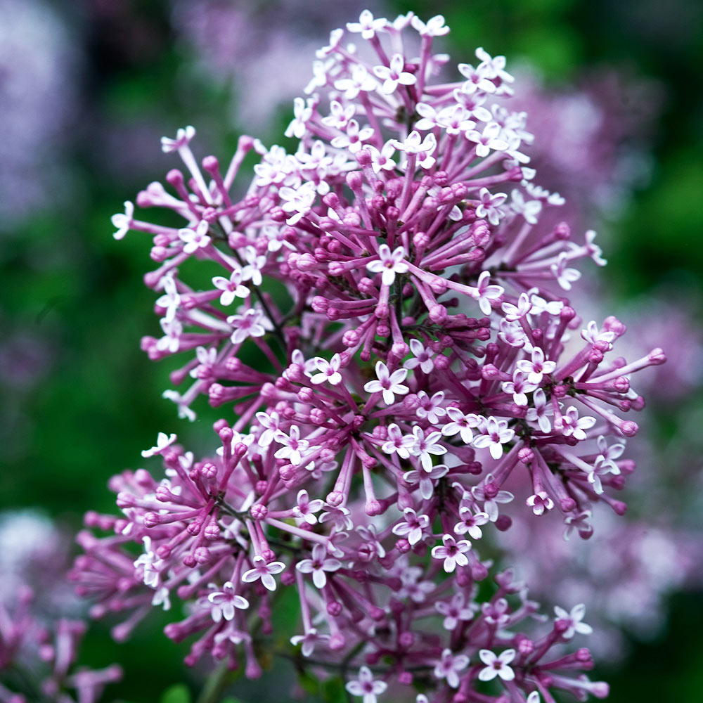 #2 - Bloomerang® Purple Reblooming Lilac Shrub