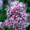Bloomerang Purple Lilac Tree