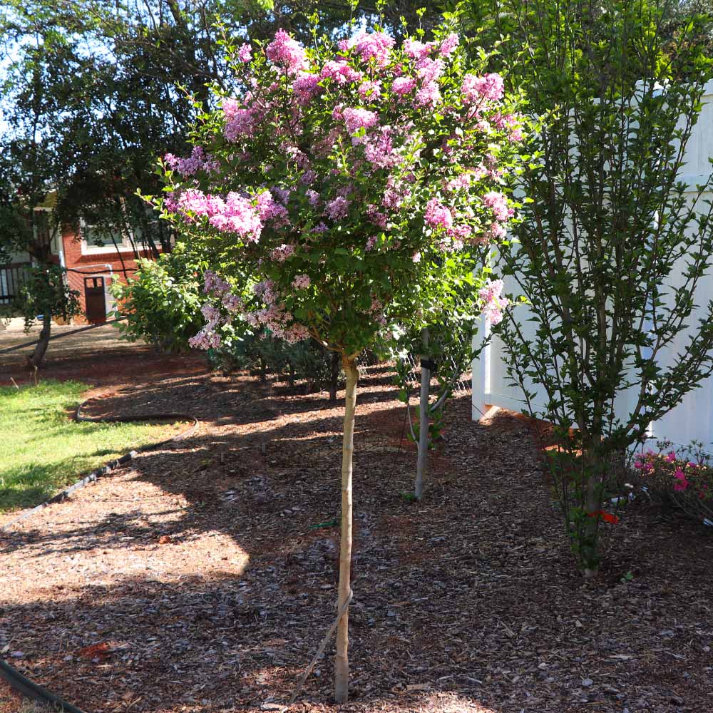 A photo of the Bloomerang Purple Lilac Tree