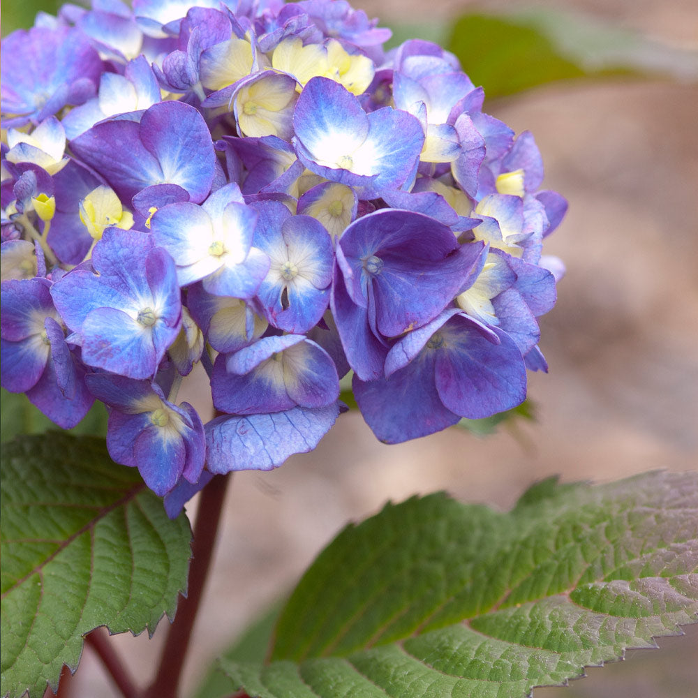 #2 - Endless Summer® BloomStruck® Reblooming Hydrangea