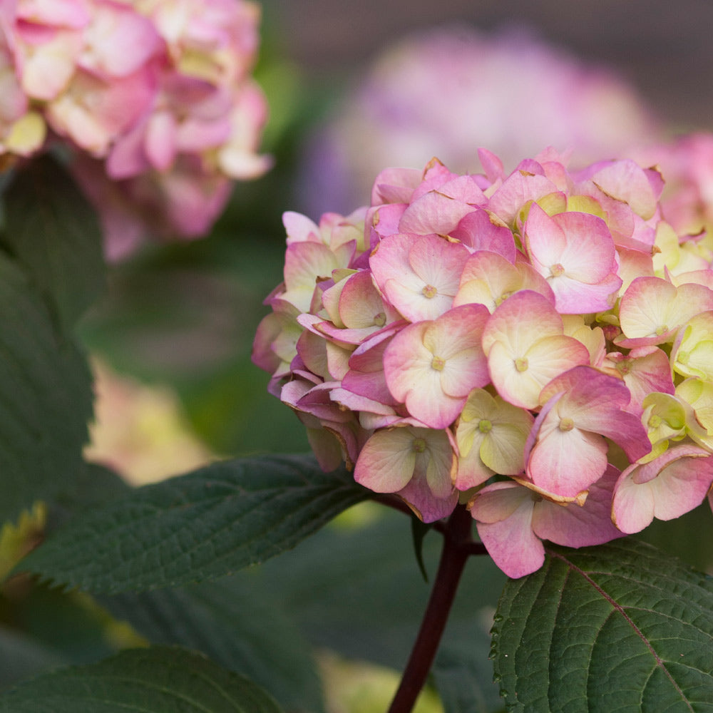#3 - Endless Summer® BloomStruck® Reblooming Hydrangea