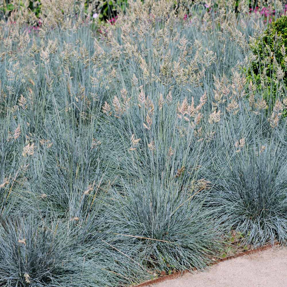 #4 - Blue Festuca Grass (Blue Fescue)