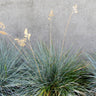 Blue Festuca Grass (Blue Fescue)