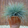Blue Festuca Grass (Blue Fescue)