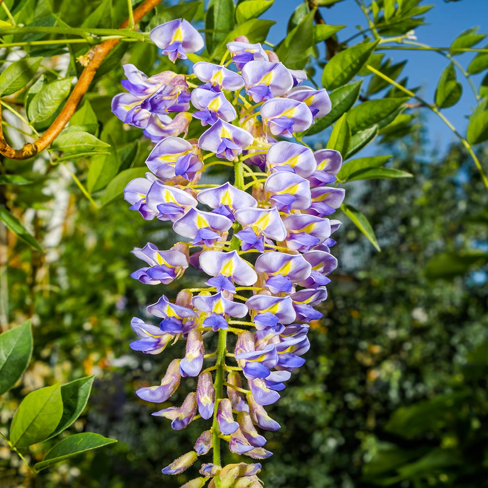 #3 - Blue Moon Wisteria Vine
