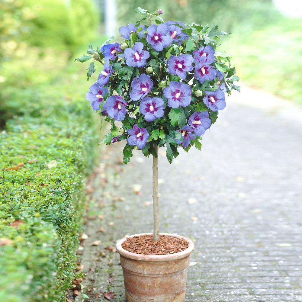 Azurri Blue Satin® Rose of Sharon Althea Tree