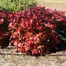 Blush Pink™ Nandina Shrub