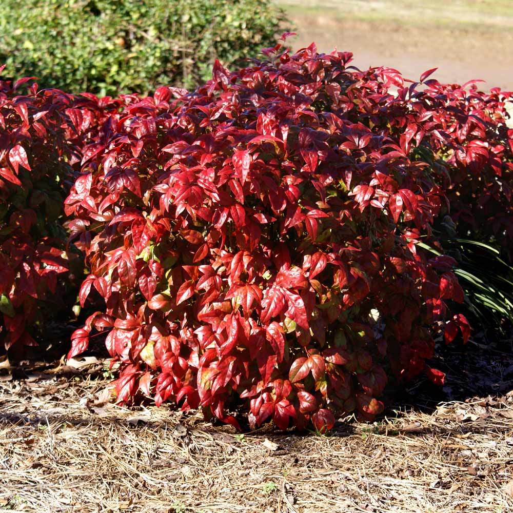 #3 - Blush Pink™ Nandina Shrub