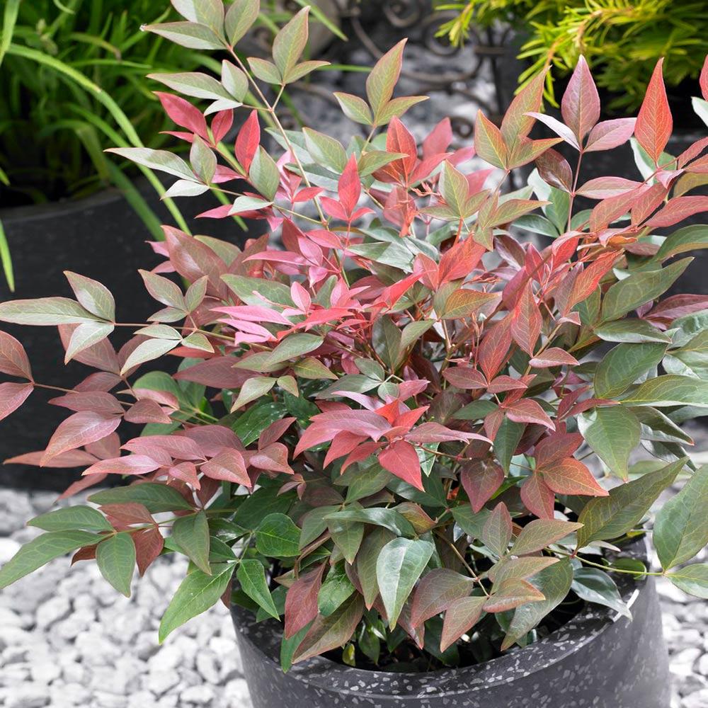 #2 - Blush Pink™ Nandina Shrub