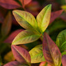 Blush Pink™ Nandina Shrub