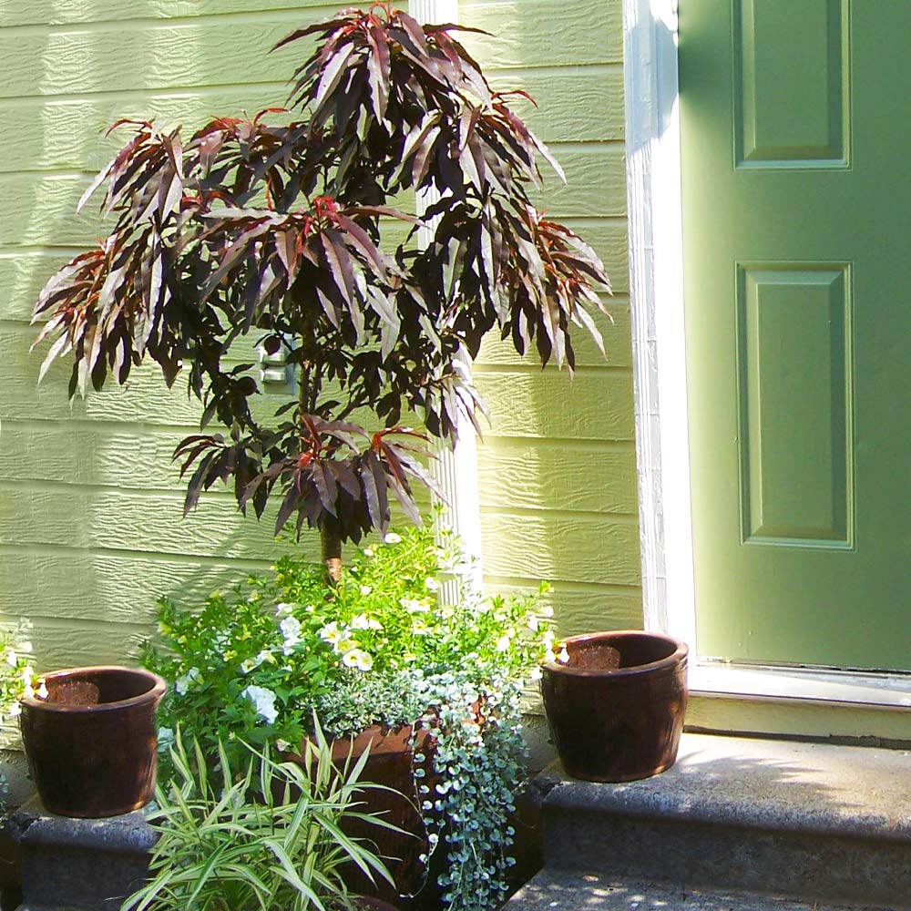 Bonfire Patio Peach Tree