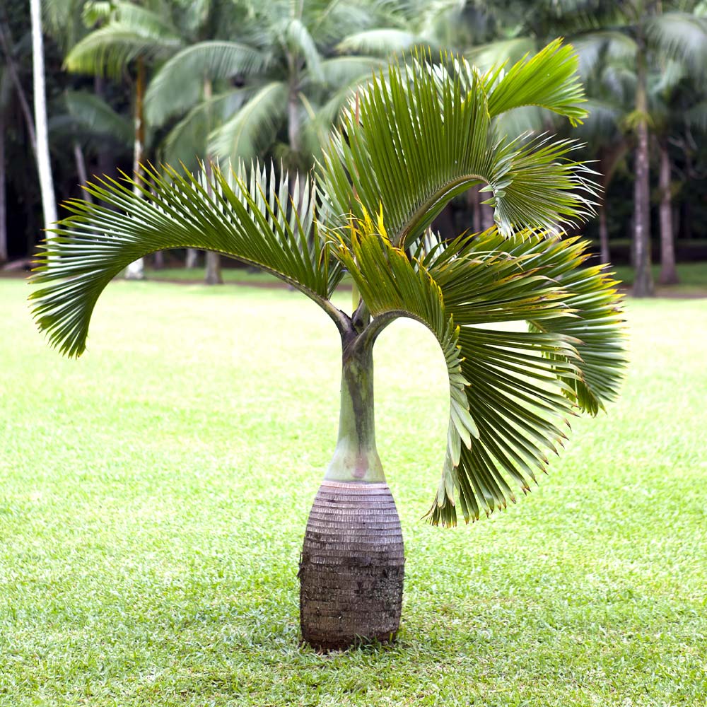#2 - Bottle Palm Tree