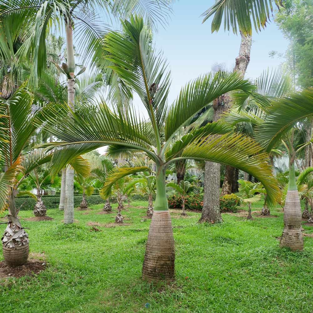 A photo of the Bottle Palm Tree
