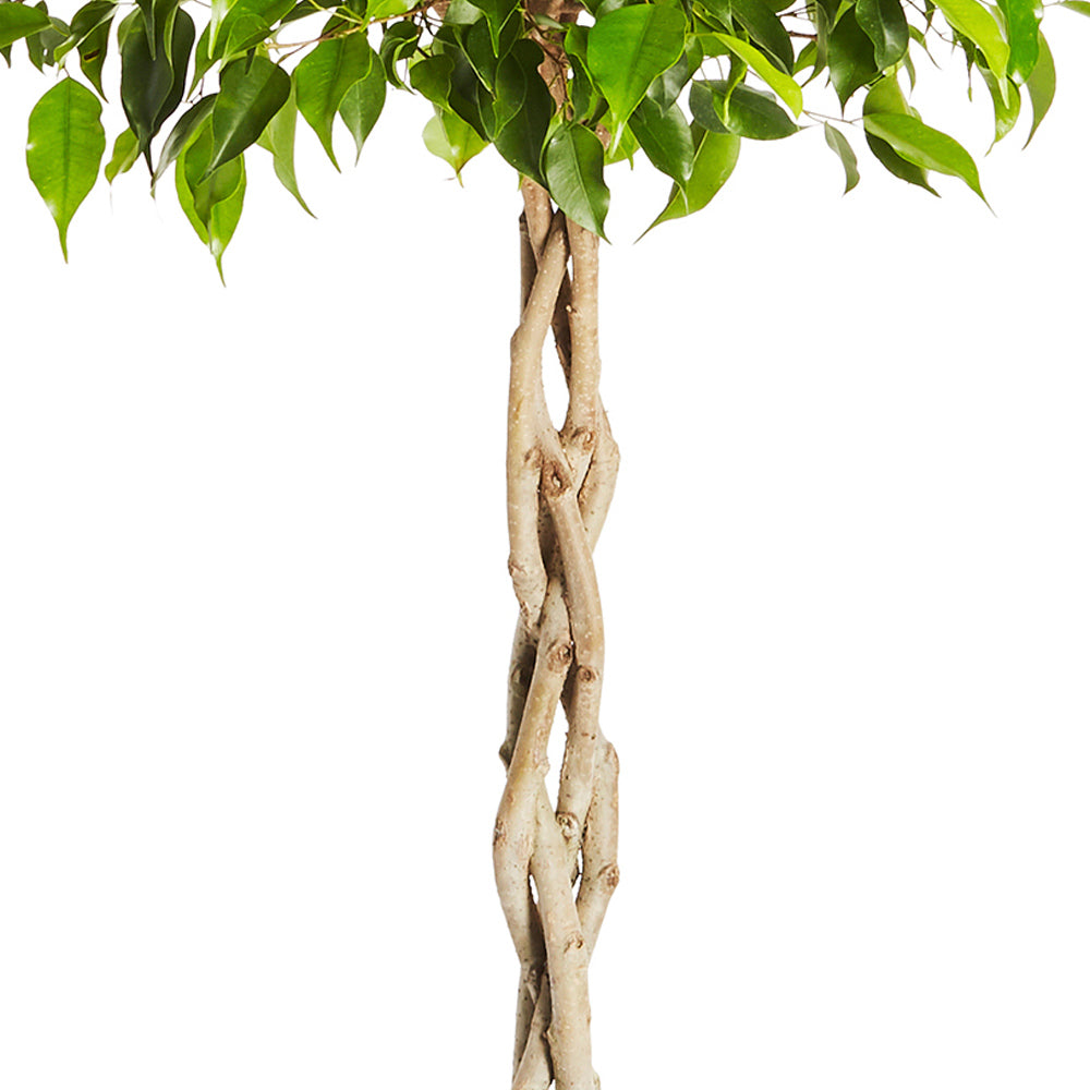 #2 - Benjamina Ficus Tree