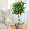 Benjamina Ficus Tree
