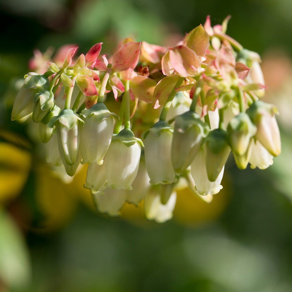 #2 - Brightwell Blueberry Bush