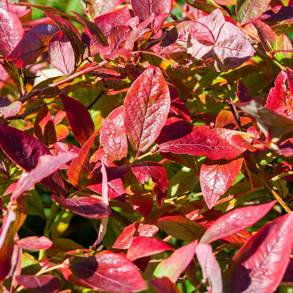 #3 - Brightwell Blueberry Bush