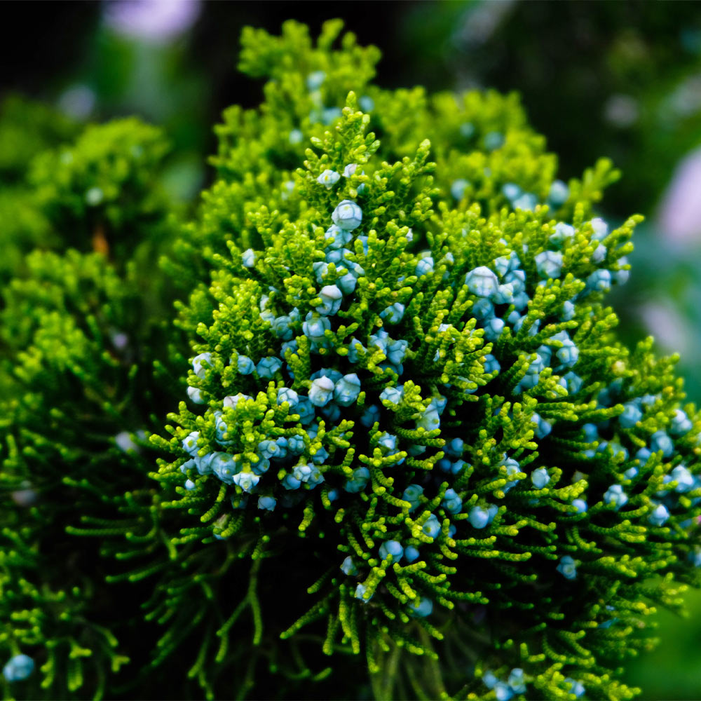 #2 - Brodie Eastern Red Cedar Tree